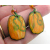 Handmade artisan autumn earrings with orange pumpkins and green leaves gold fill